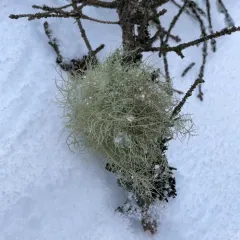 Boreal Beard Lichen thumbnail 3