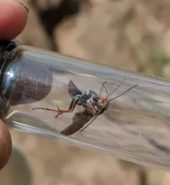 Rusty Spider Wasp thumbnail 2