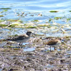 Baird's Sandpiper thumbnail 3