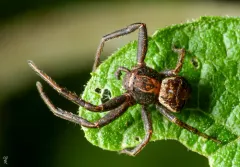 Tan crab spider thumbnail 4