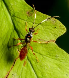 Cratichneumon subfilatus thumbnail 3