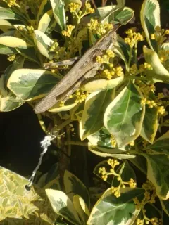 Gray Bird Grasshopper thumbnail 4