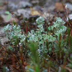 Large-leaved Cladonia thumbnail 4