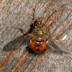Hystricia abrupta thumbnail 2