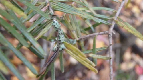 Rhizosphaera Needle Cast
