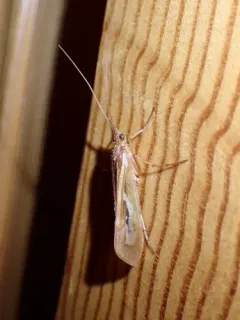 Yellowstar Northern Caddisfly thumbnail 3