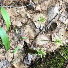 small green wood orchid thumbnail 2