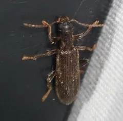Cymatodera inornata thumbnail 3