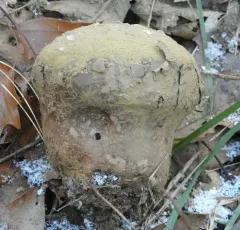Brain puffball thumbnail 4