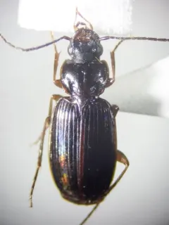 Transverse Harp Ground Beetle thumbnail 2