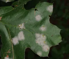 Erysiphe calocladophora thumbnail 4