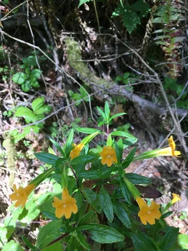orange bush monkeyflower