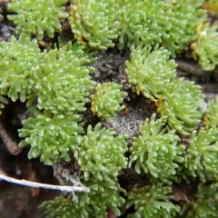 Wood's Sagebrush thumbnail 4