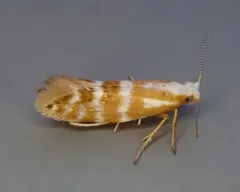 Argyresthia aureoargentella thumbnail 3