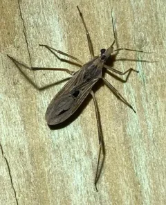 Narvesus carolinensis thumbnail 2