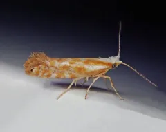 Argyresthia canadensis thumbnail 4