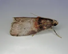 Acrobasis aurorella thumbnail 2