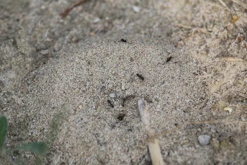 Mousy Pyramid Ant