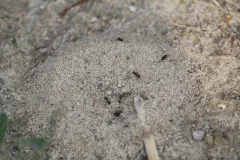 Mousy Pyramid Ant thumbnail 1
