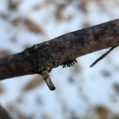 Bug Sputnik thumbnail 3