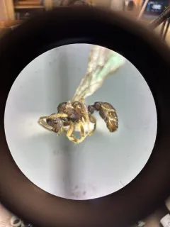 Dark Guest Ant thumbnail 3