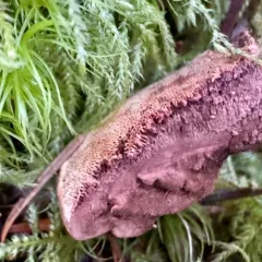 Fomitopsis rosea thumbnail 5