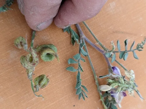 Humboldt River milkvetch