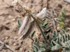 shaggy milkvetch thumbnail 3