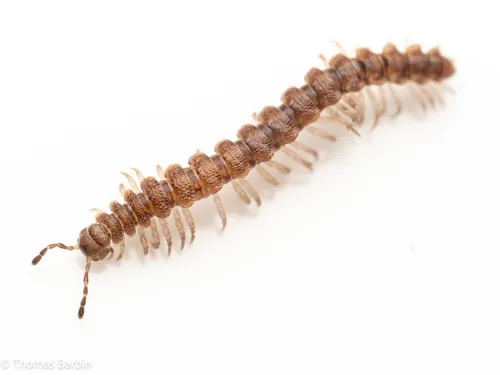 Scytonotus insulanus