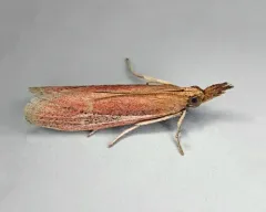 Peoria bipartitella thumbnail 3