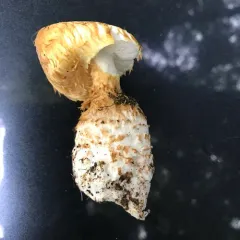 Squamanita umbonata thumbnail 4