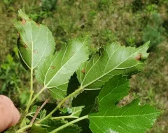 Mulberry Leaf Spot thumbnail 3