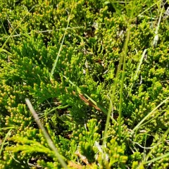 creeping juniper thumbnail 4