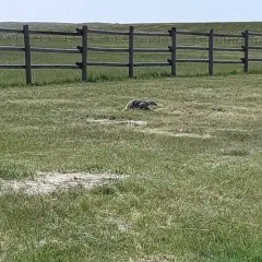 American Badger thumbnail 2