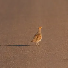 Gray Partridge thumbnail 4