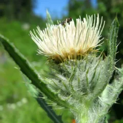 Hooker's Thistle thumbnail 4
