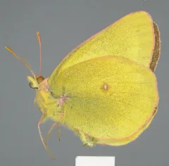Skinner's Pelidne Sulphur thumbnail 4