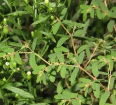 Thymeleaf Sandmat thumbnail 4