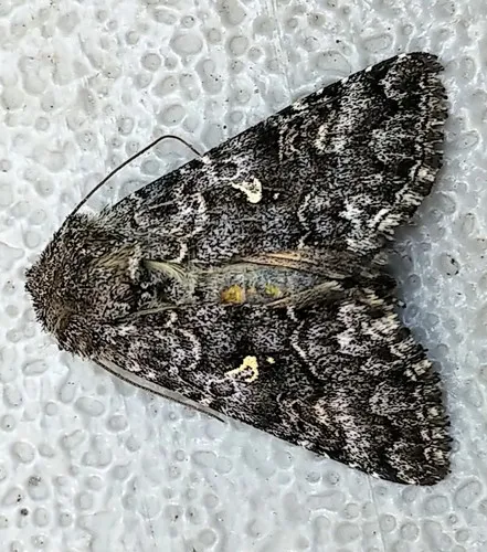 Syngrapha angulidens