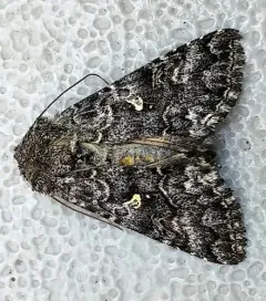 Syngrapha angulidens thumbnail 1