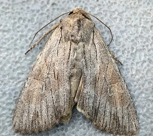 Apamea acera