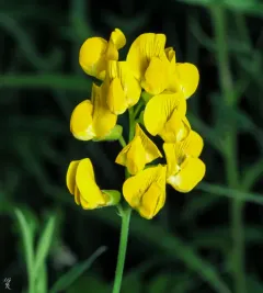 meadow pea thumbnail 4