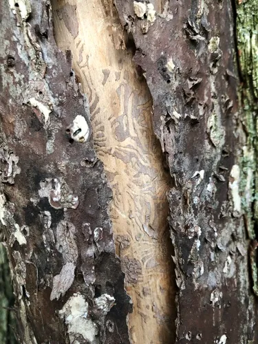 Dutch elm disease