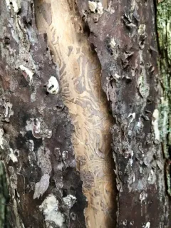 Dutch elm disease thumbnail 1