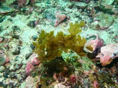 Dictyota binghamiae thumbnail 1
