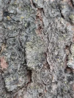 Green Stubble Lichen thumbnail 4