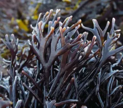 flattened ahnfelts seaweed thumbnail 3