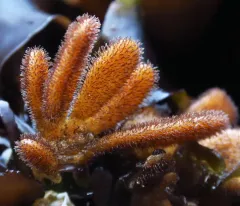 leather bryozoan thumbnail 2