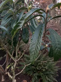 Loquat thumbnail 2