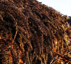 Black Pine Seaweed thumbnail 4